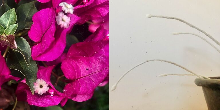 Bougainvillea in bloei naast kunstinstallatie Family Fountain 2 met meeldraden uit een ketel