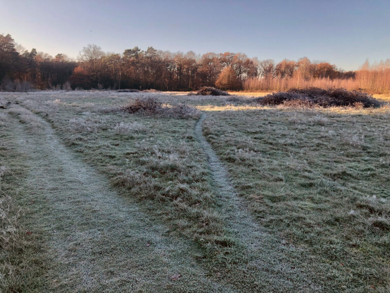 spoor door ijzelgras dat afwijkt van het pad