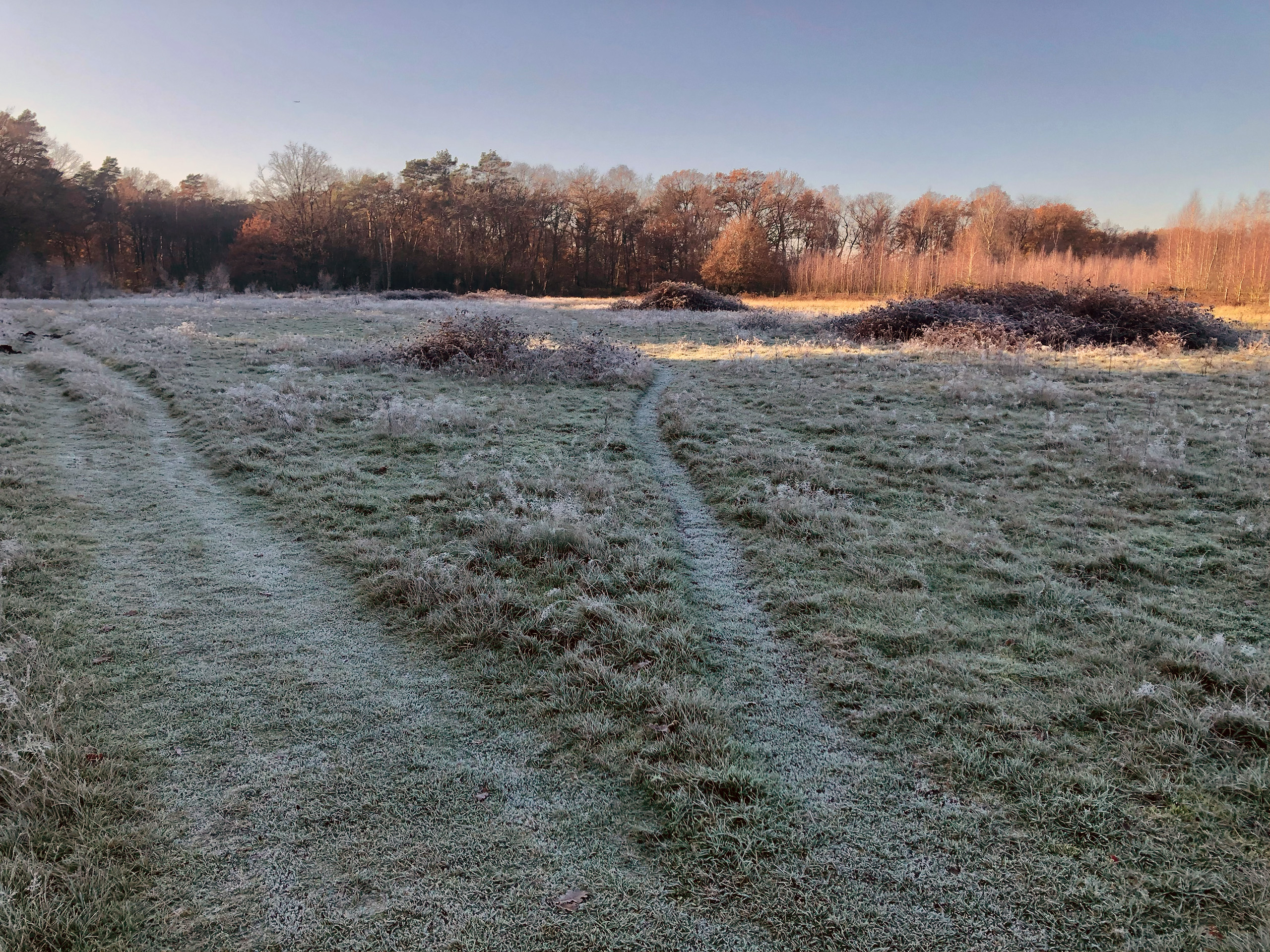 spoor door ijzelgras dat afwijkt van het pad